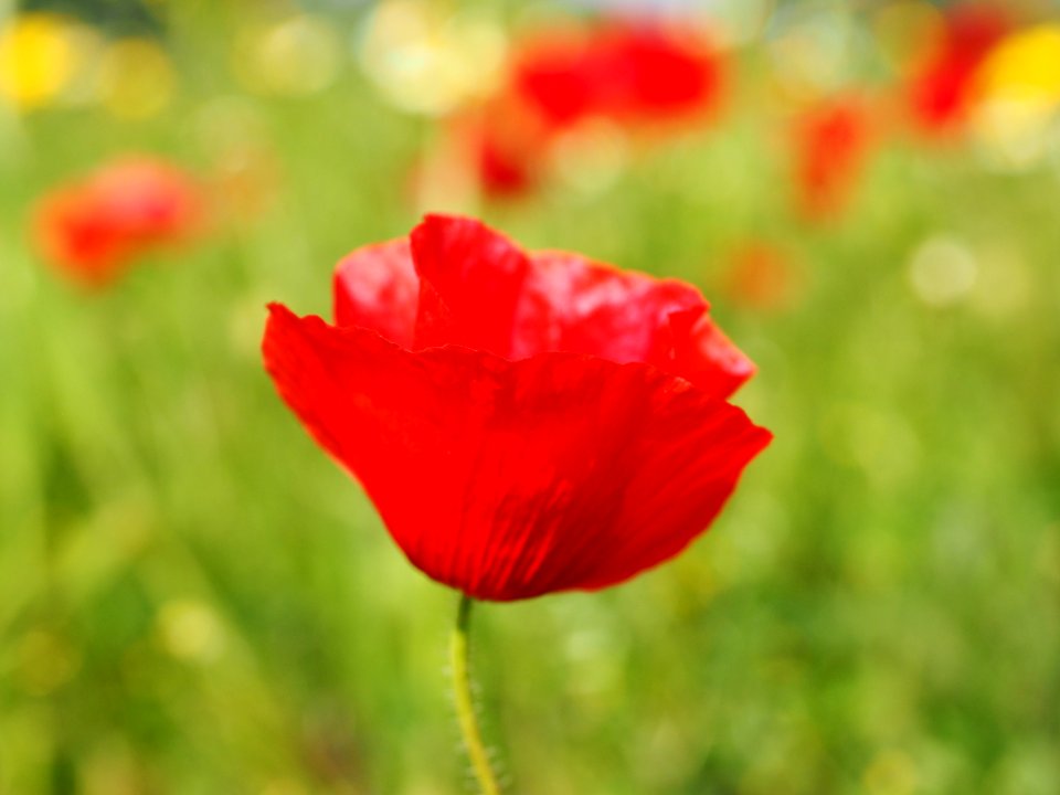 Flower Poppy Wildflower Coquelicot