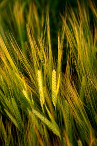 Food Grain Barley Grass Family Rye photo