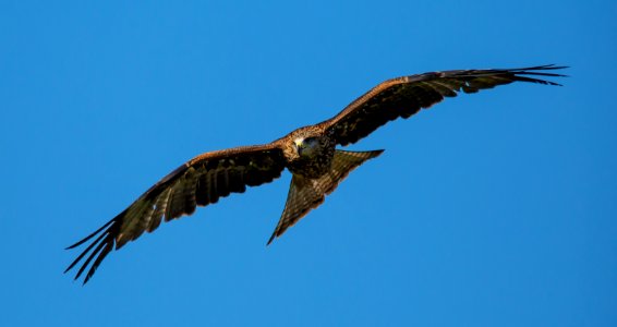 Accipitriformes Bird Eagle Sky photo