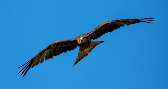 Accipitriformes Bird Eagle Sky