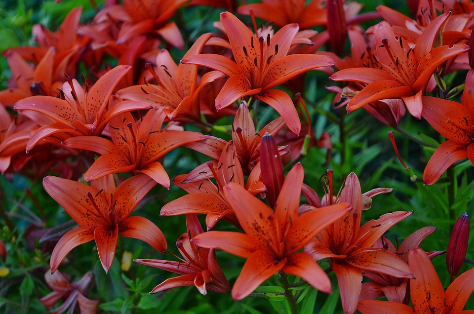 Nature natural floral