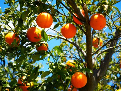 Citrus Fruit Fruit Tree Tangerine photo