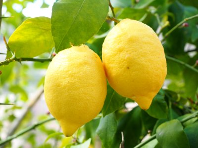 Citrus Fruit Lemon Citron photo