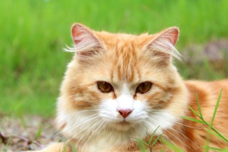 Cat Whiskers Fauna Small To Medium Sized Cats