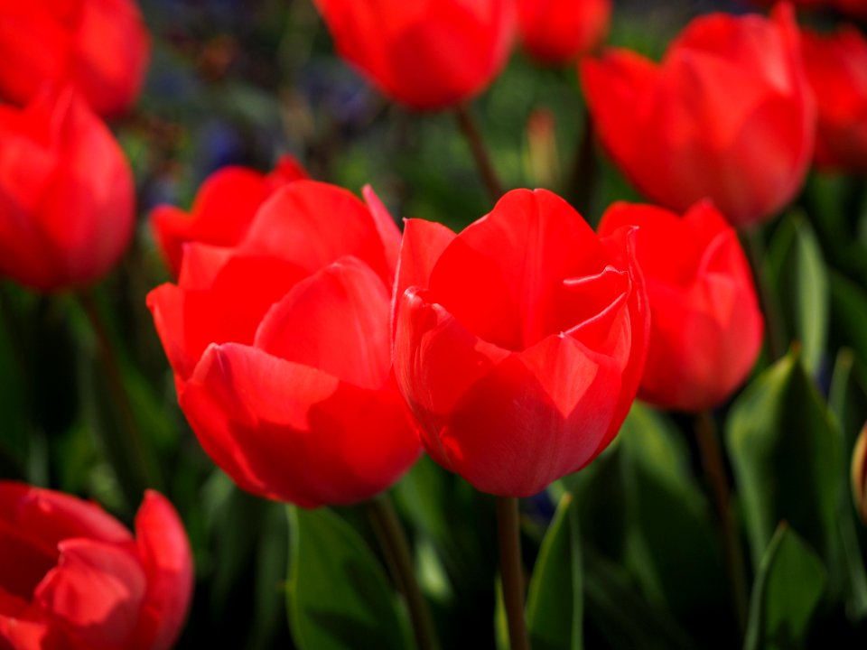 Flower Flowering Plant Tulip Plant