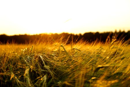 Sky Field Grass Ecosystem photo