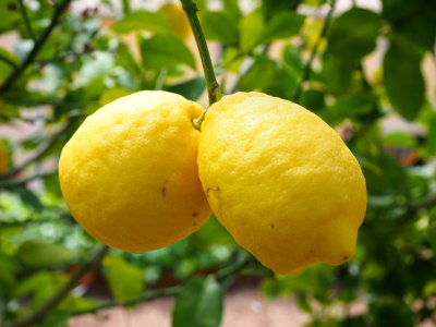 Citrus Fruit Lemon Citron