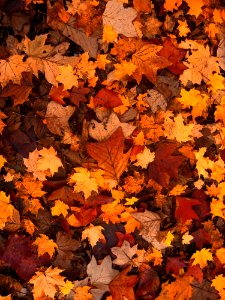 Leaf Autumn Maple Leaf Deciduous photo