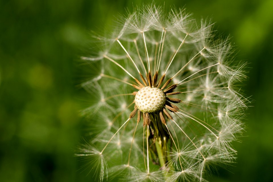 Dandelion Flower Vegetation Plant