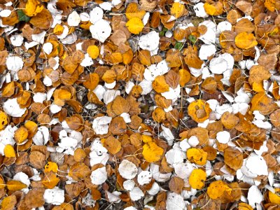 Leaf Autumn Deciduous Spring