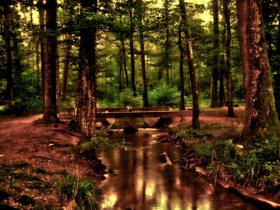 Nature Woodland Forest Reflection