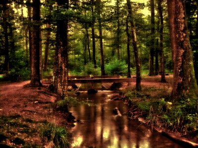Nature Woodland Forest Reflection