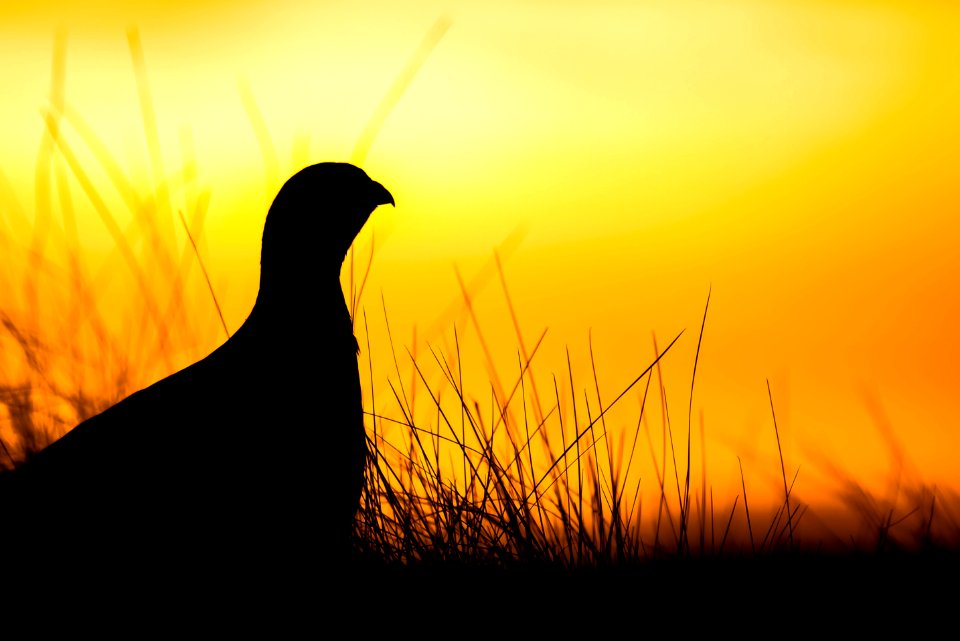 Silhouette Sky Sunrise Grass