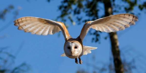 Bird Fauna Owl Beak photo