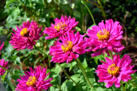 Flower Plant Aster Flora photo