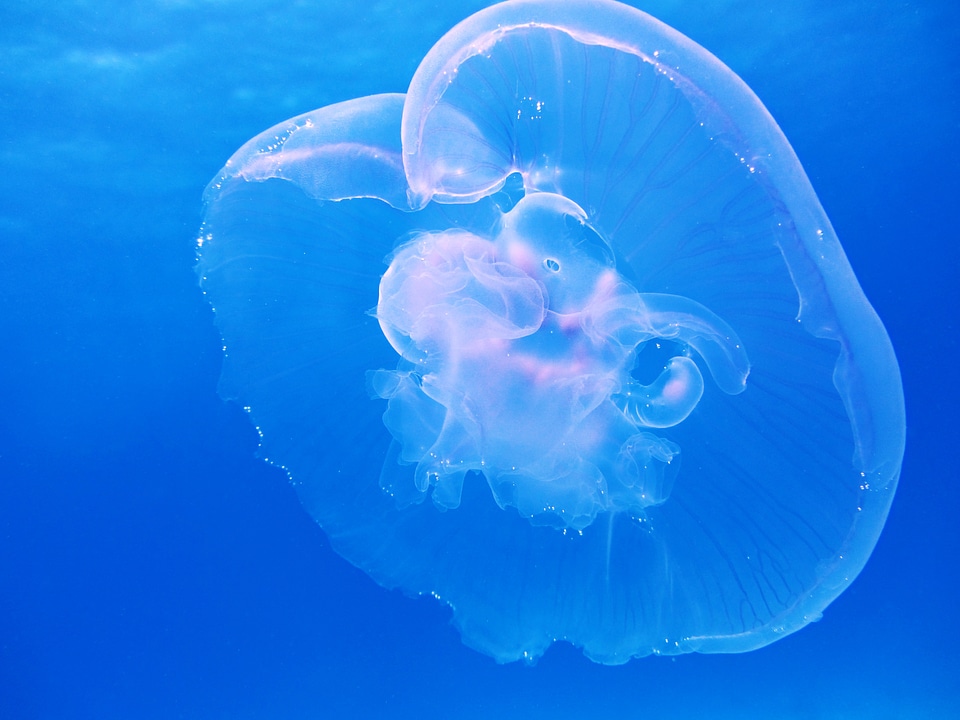 Schirmqualle also cnidarian