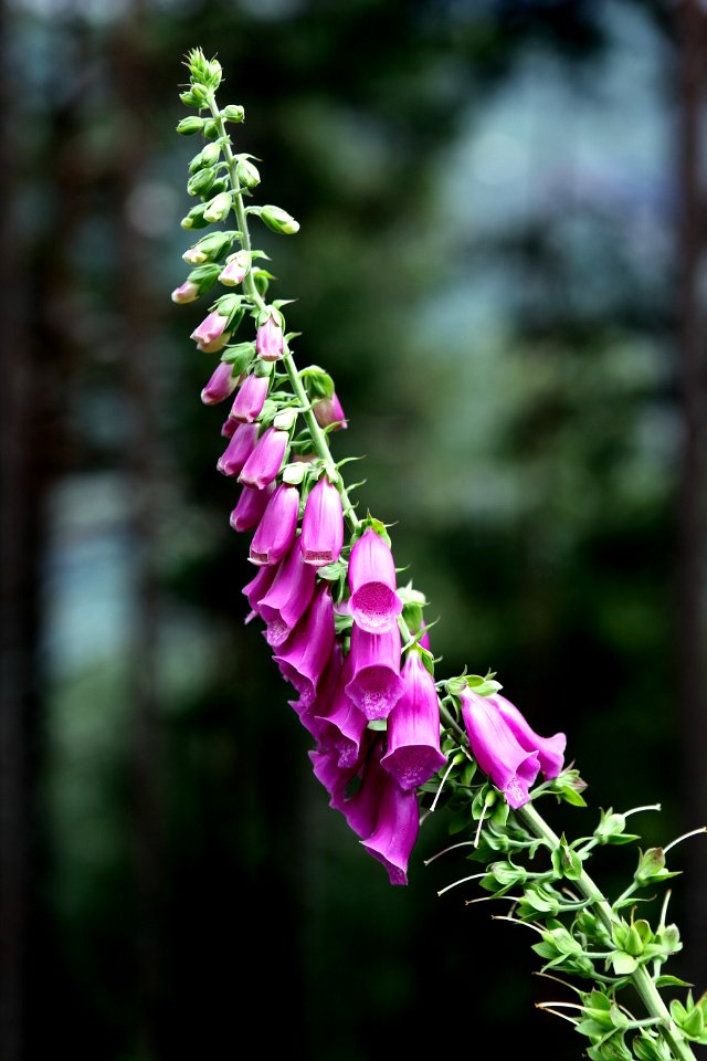 Flower Pink Flora Plant