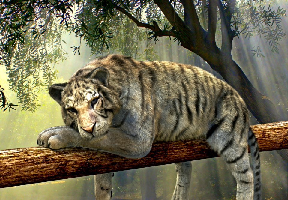 Fauna Mammal Tiger Wildlife
