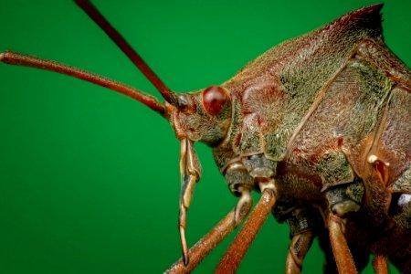 Insect Close Up Invertebrate Organism