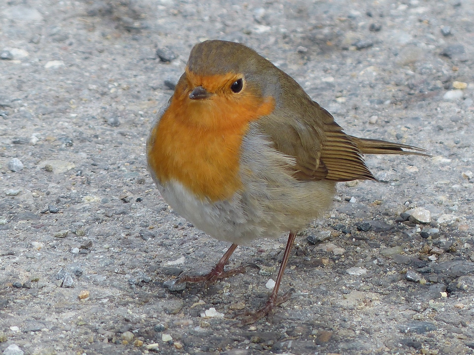 Erithacus rubecula species old world flycatcher