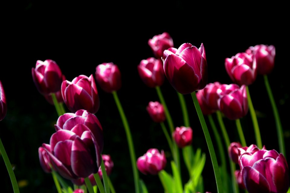 Flower Plant Tulip Flowering Plant