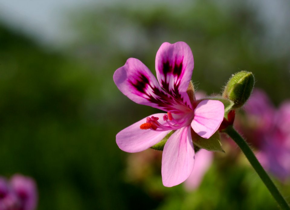 Flower Plant Flowering Plant Flora