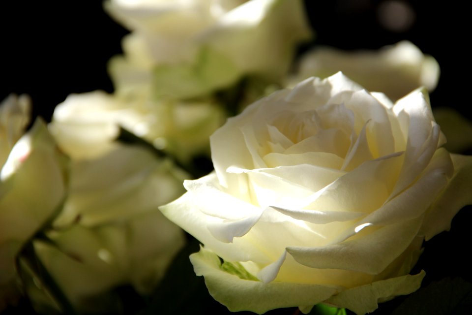 Flower Rose White Rose Family photo