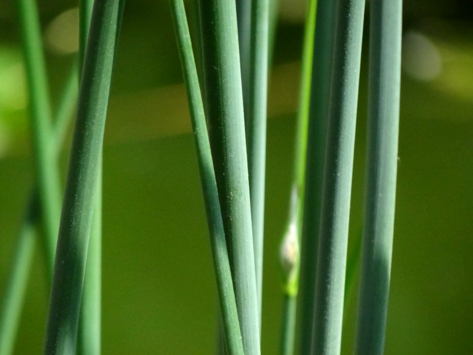 Plant Grass Plant Stem Grass Family