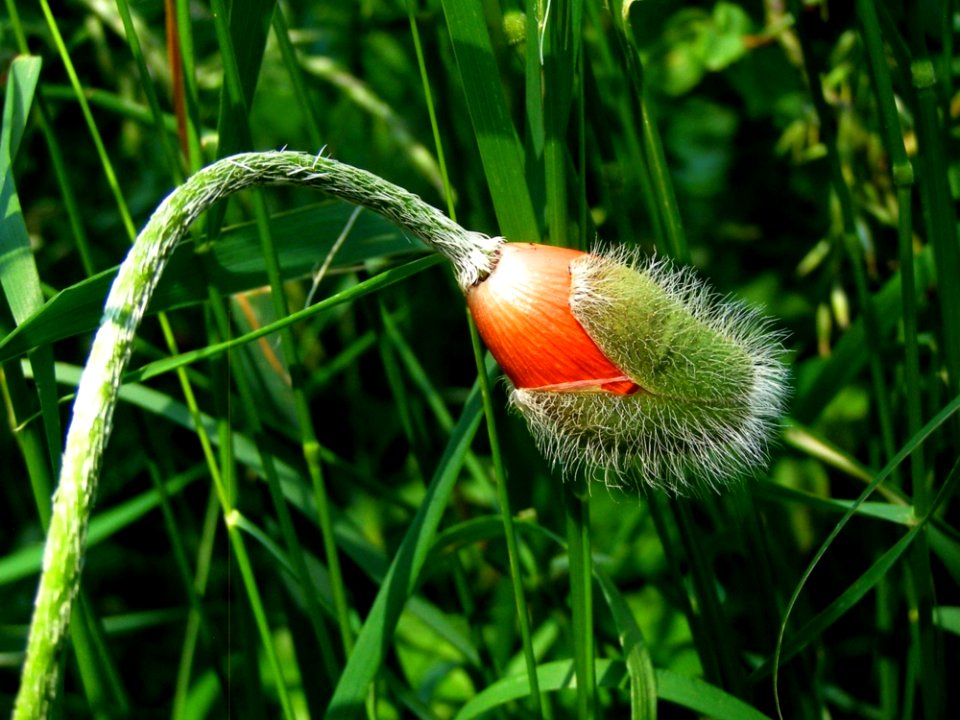 Grass Family Plant Grass Flower