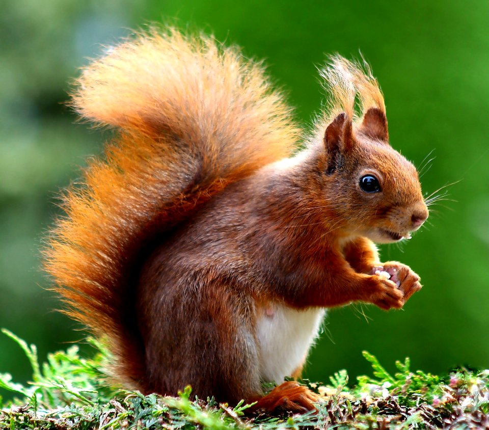 Squirrel Fauna Mammal Wildlife