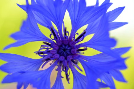 Flower Blue Flora Purple photo