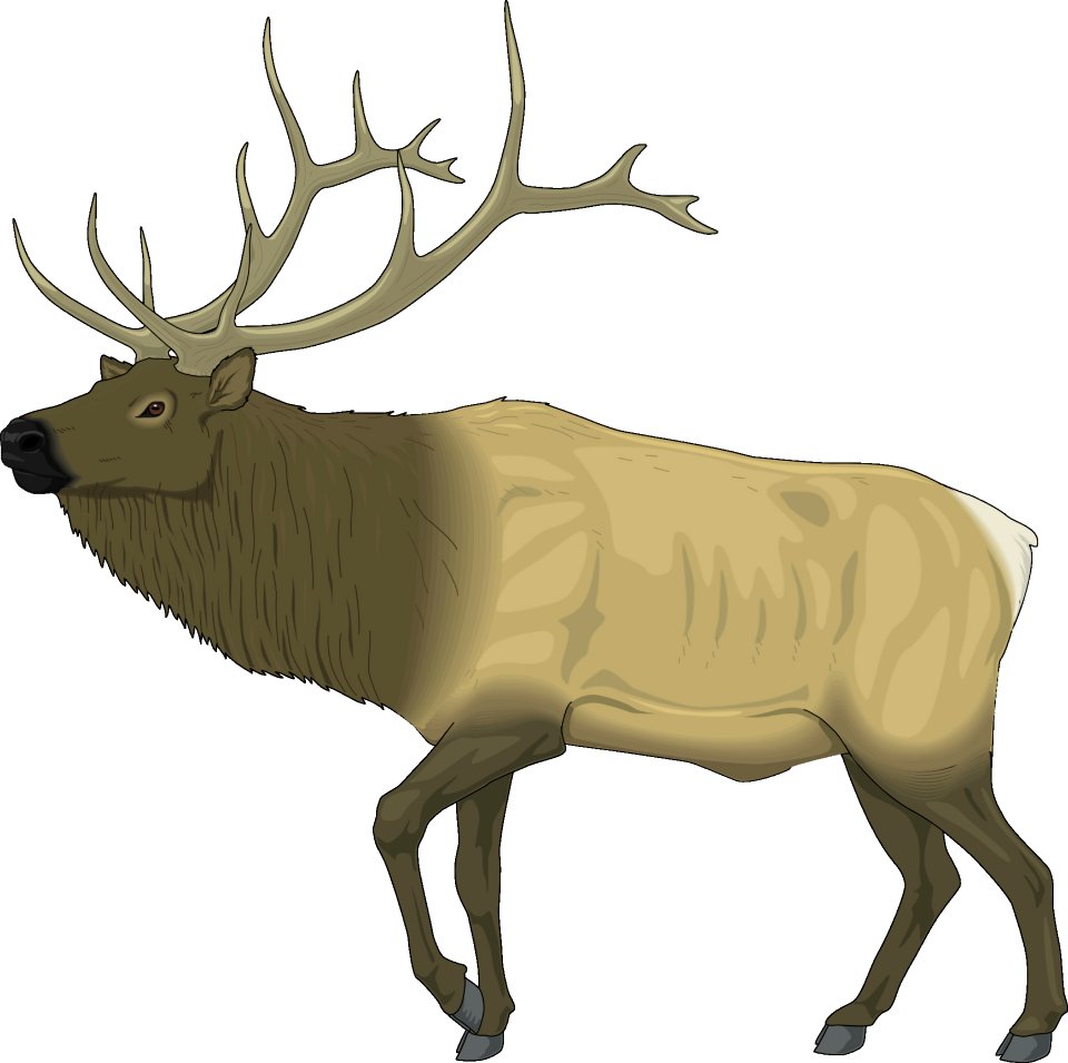 Deer Reindeer Mammal Horn