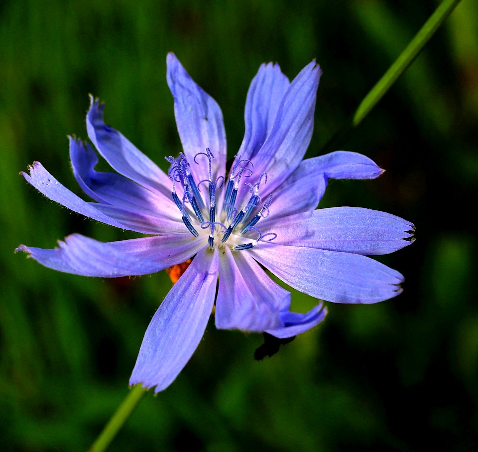 Flower Blue Plant Flora