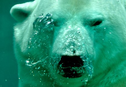 Bear Polar Bear Mammal Water