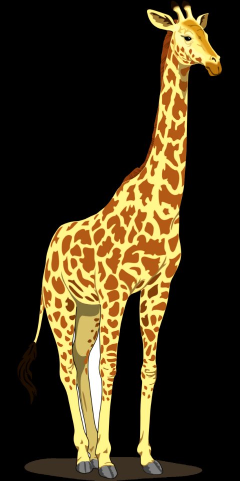 Giraffe Terrestrial Animal Giraffidae Wildlife