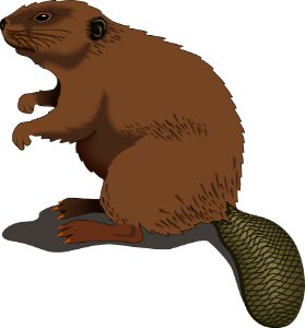 Beaver Fauna Mammal Terrestrial Animal
