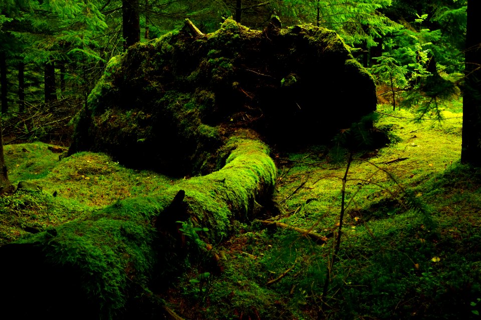 Vegetation Nature Green Nature Reserve