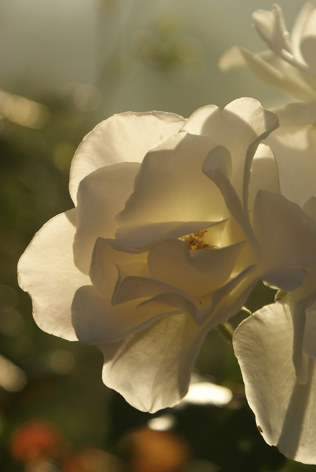 Nature flower blossom
