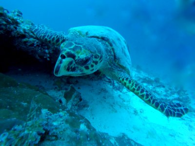 Turtle
