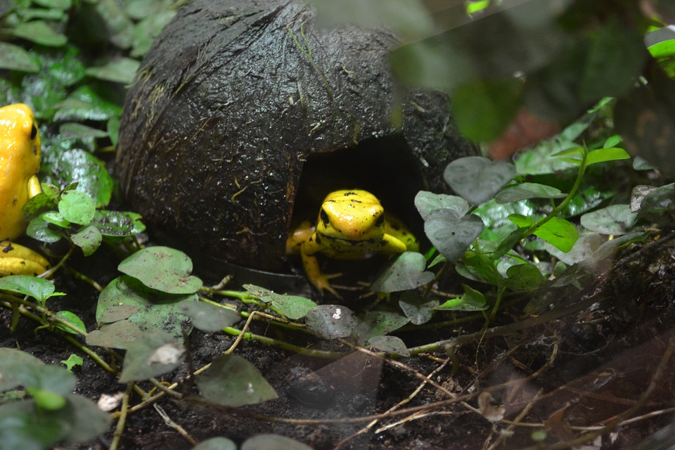 Golden dart frog yellow poison frog golden poison arrow frog