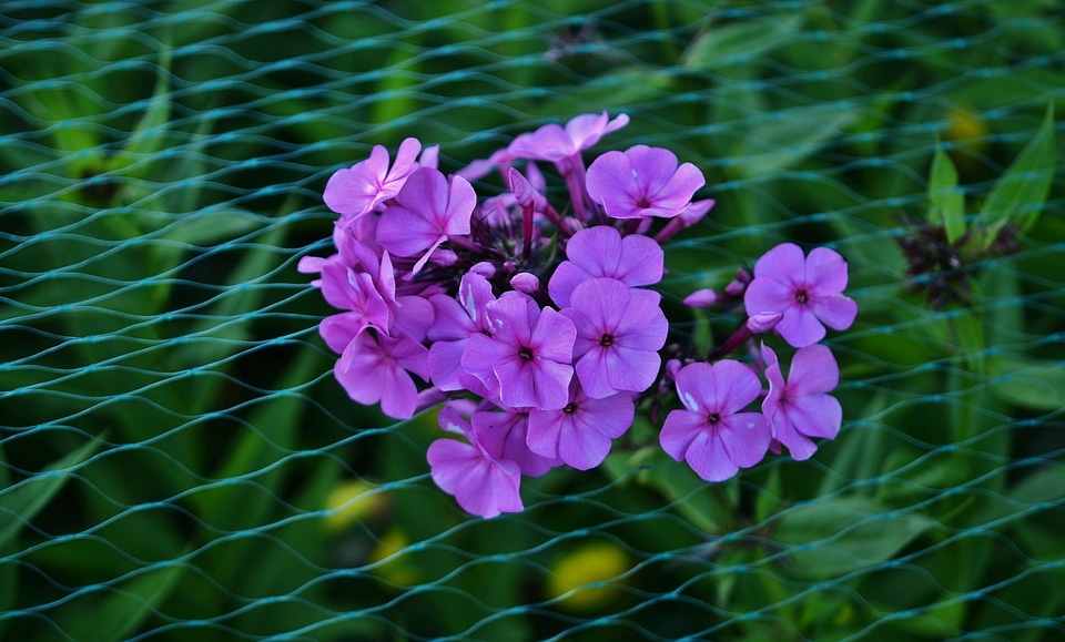 Nature blossom garden
