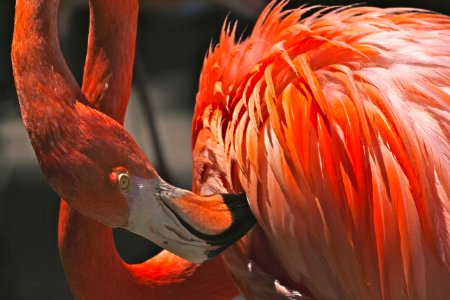 Orange And White Feathered Bird photo