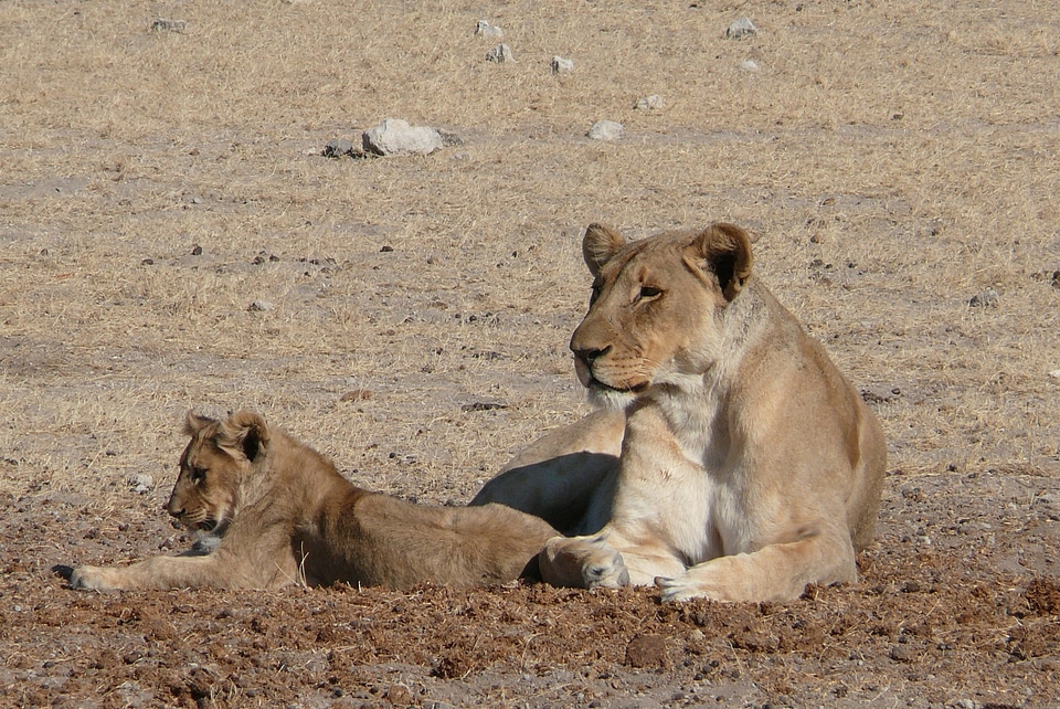 Lion africa sleepy lion