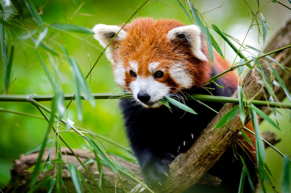 Red Panda On Tree Branch