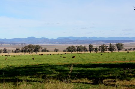 Liverpool Range NSW photo