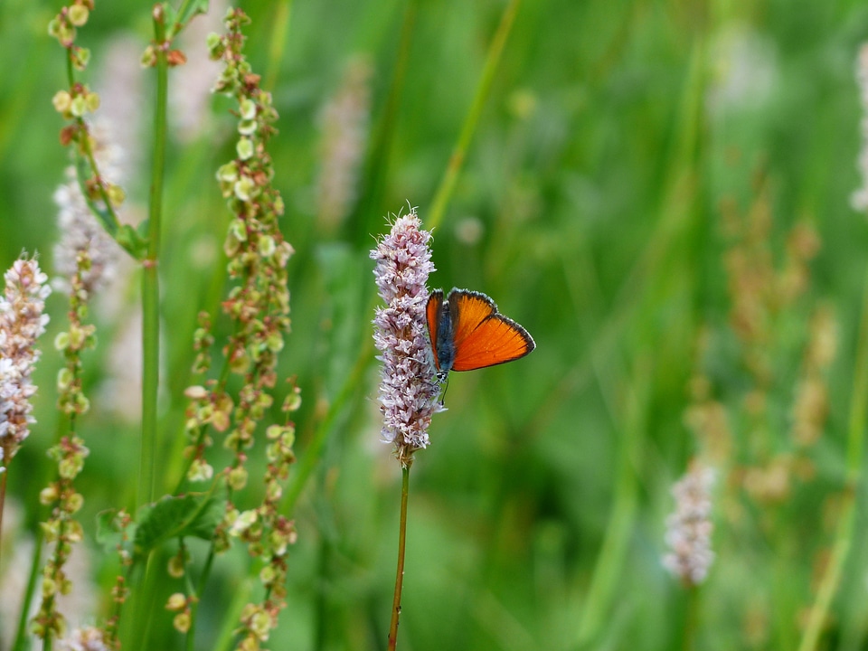 Orange lycaena dispar butterflies