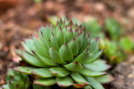 Yet Another Succulent
