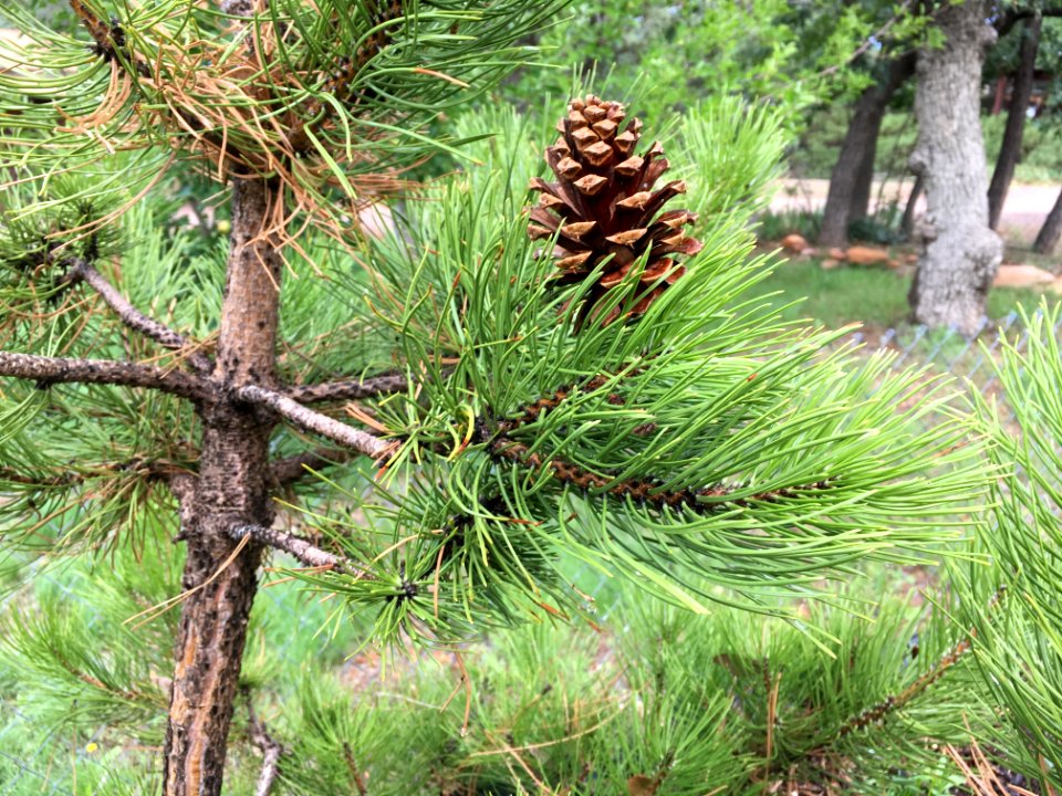 Conifer Imposter Syndrome