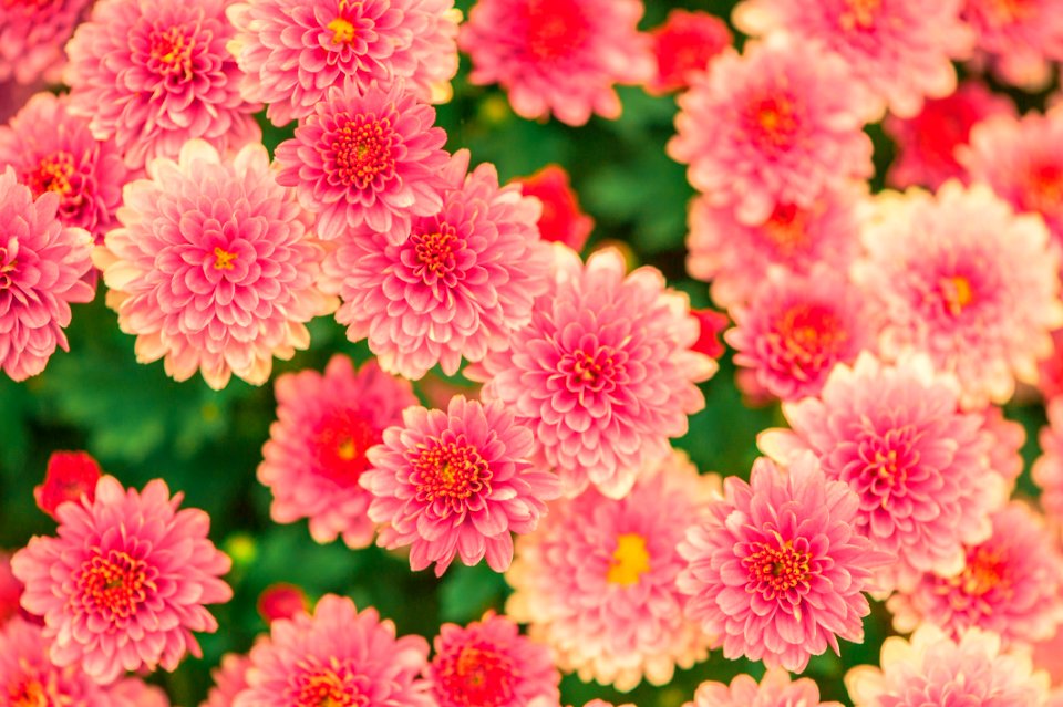 Flower Pink Flowering Plant Plant