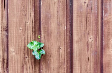 Green Wood Leaf Wood Stain photo